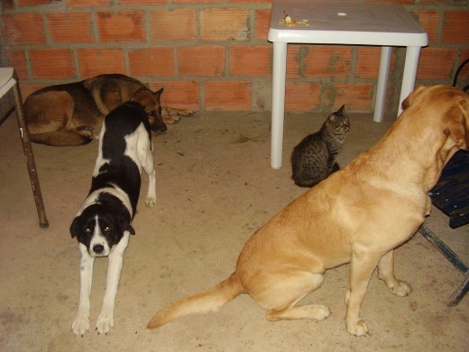 Ruffo (labrador retriver), Lazzy (pastor aleman), Coffi, Hercules (gato).